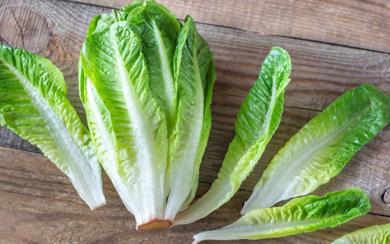 Romaine Lettuce