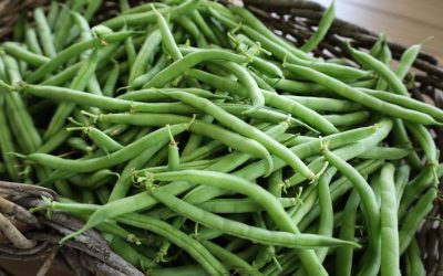 Basket of Green Beans