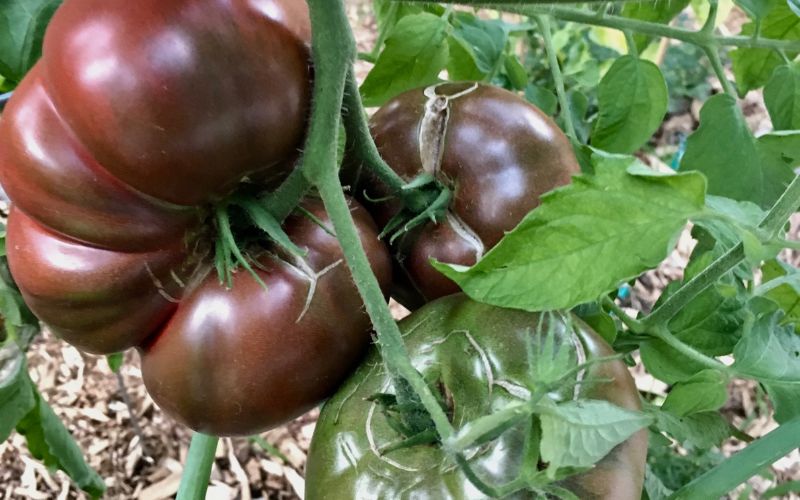 Heirloom tomatoes on the vine