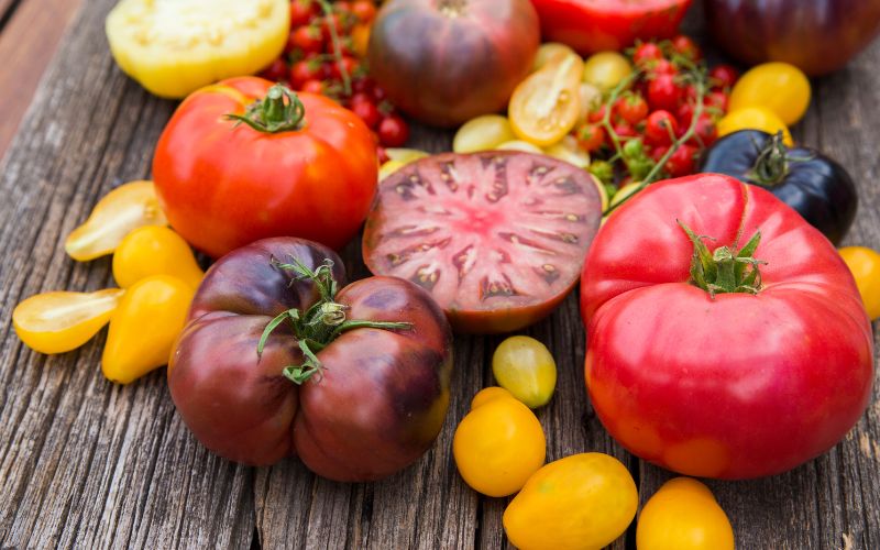 Heirloom tomatoes purple cherokee 